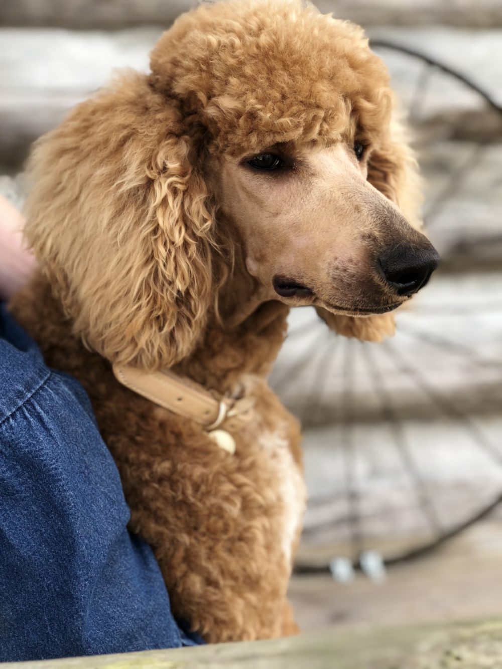 Wolfe Island Poodles Serving Houston with Pretty & Practical Poodles