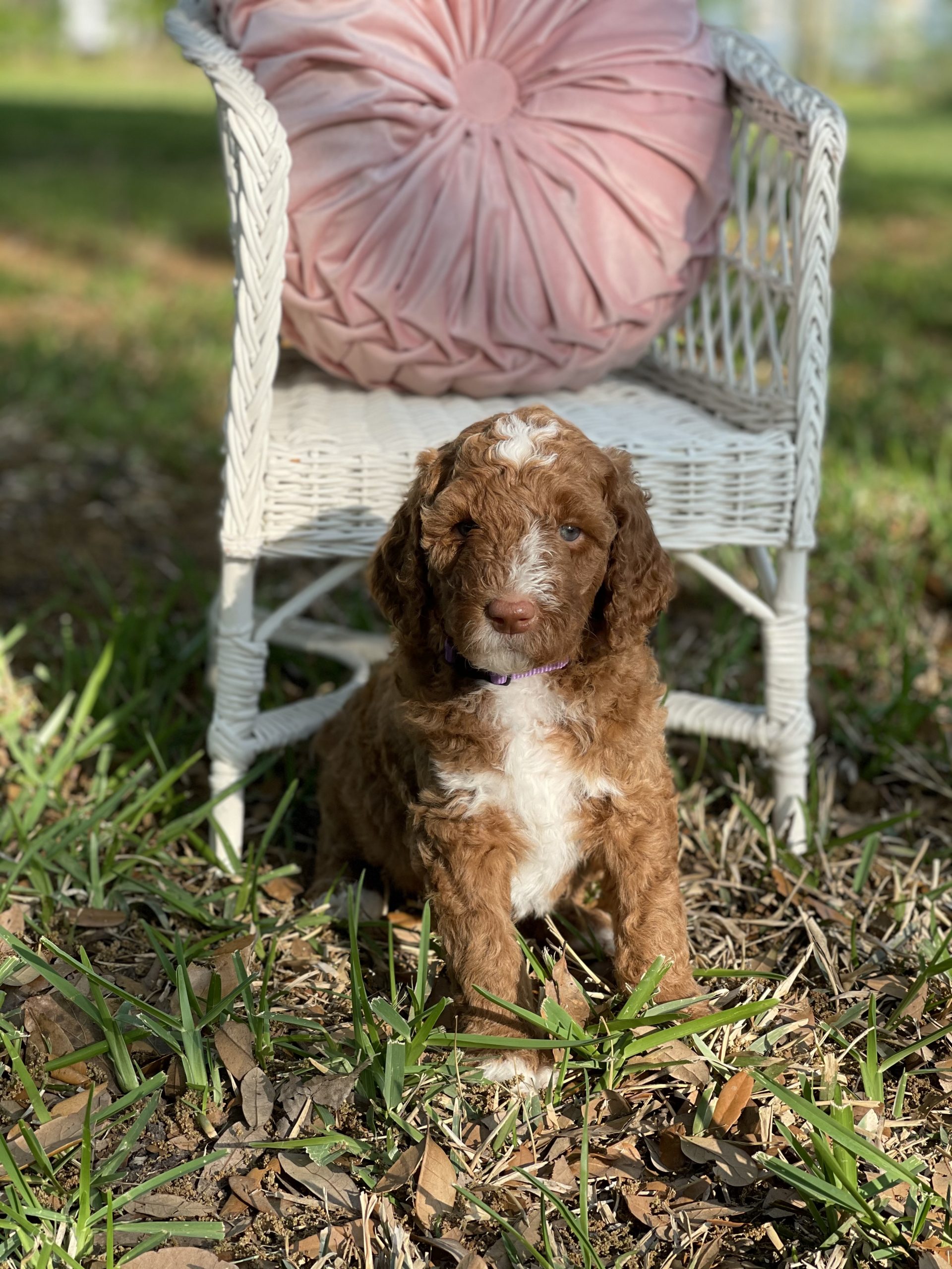 Available Puppies Wolfe Island Poodles